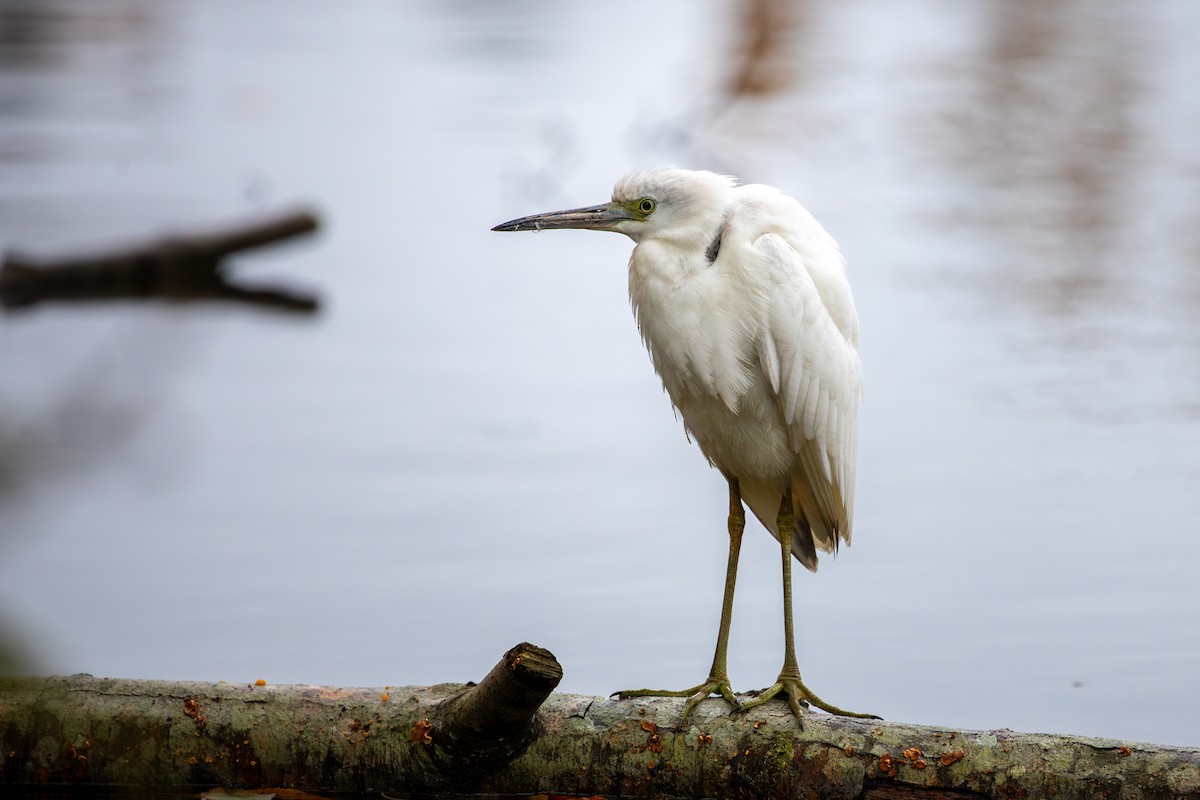 Mavi Balıkçıl - ML644105889