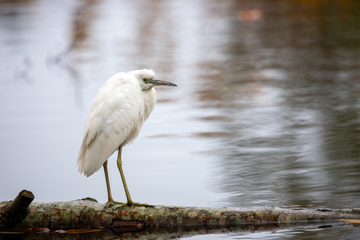 Mavi Balıkçıl - ML644105890