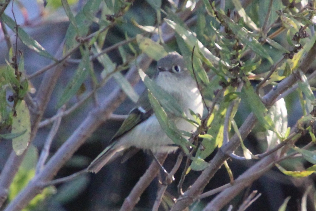 králíček americký - ML644105894