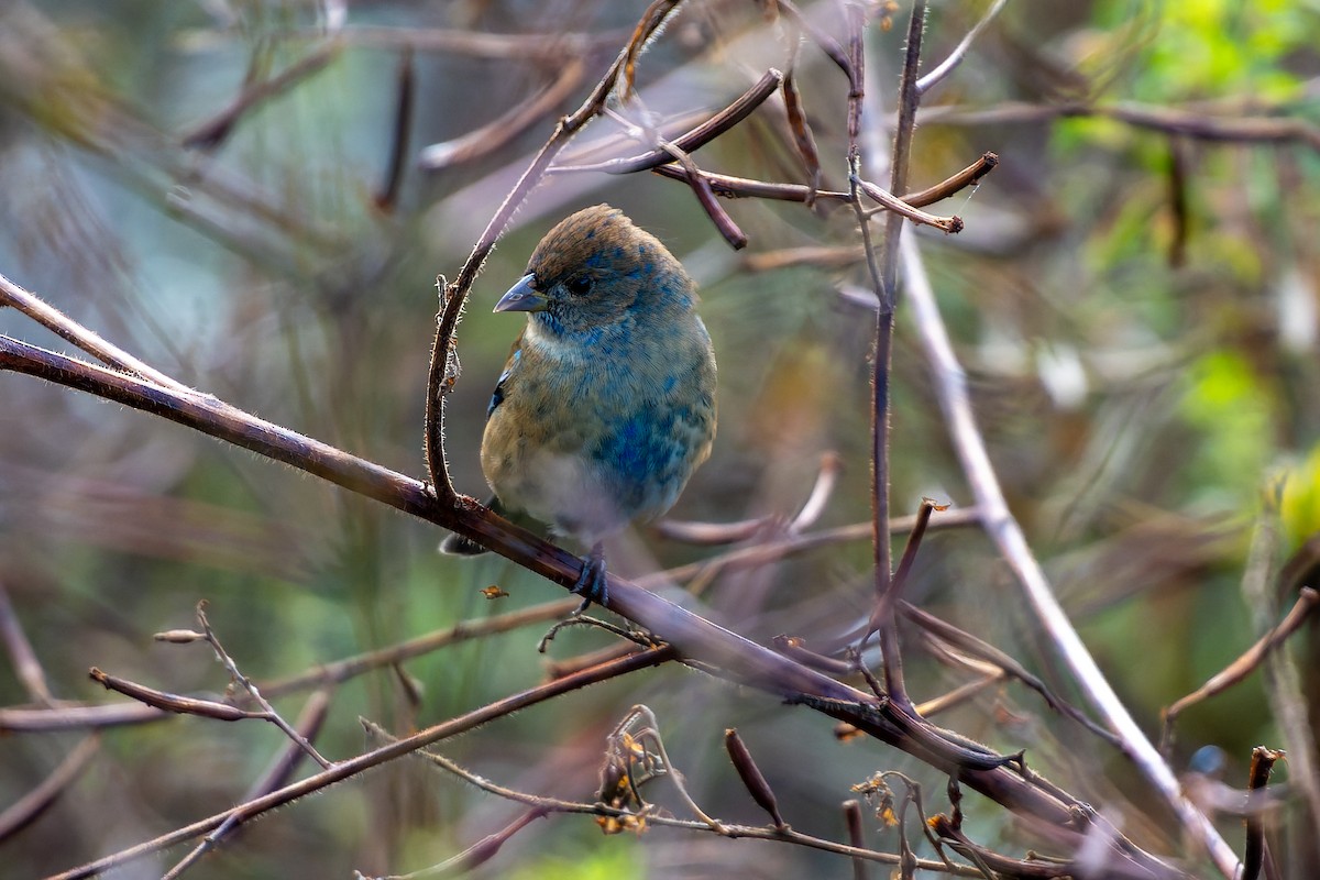 Indigo Bunting - ML644105903