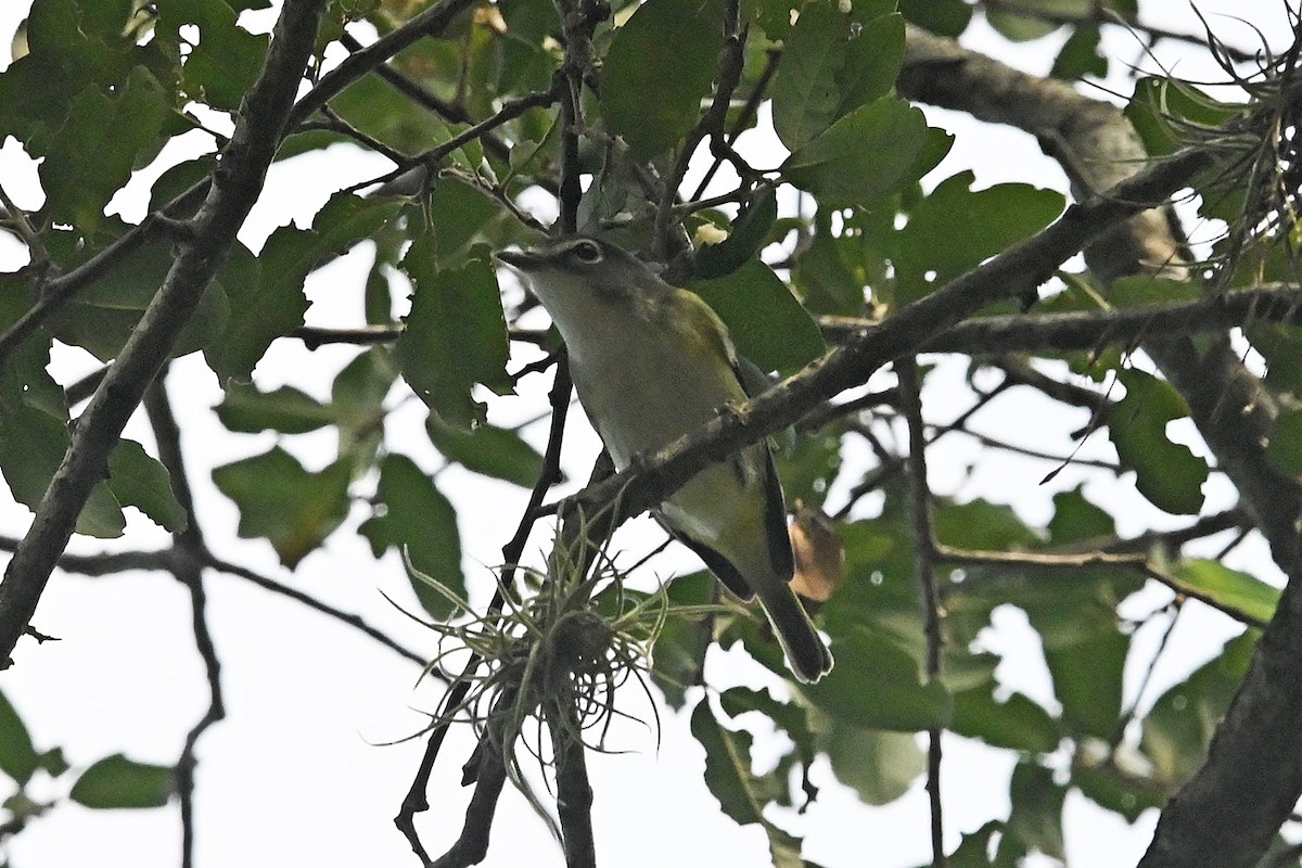 Blue-headed Vireo - ML644105905