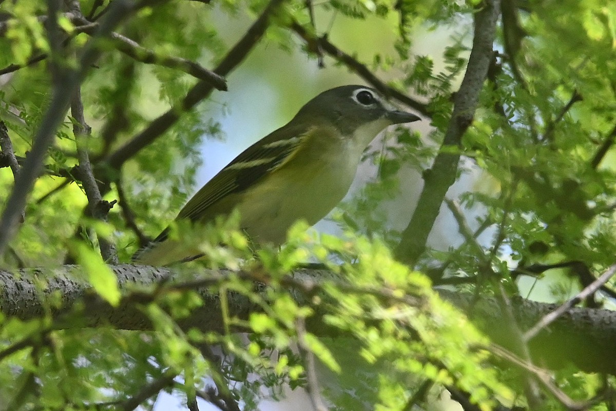 Blue-headed Vireo - ML644105906