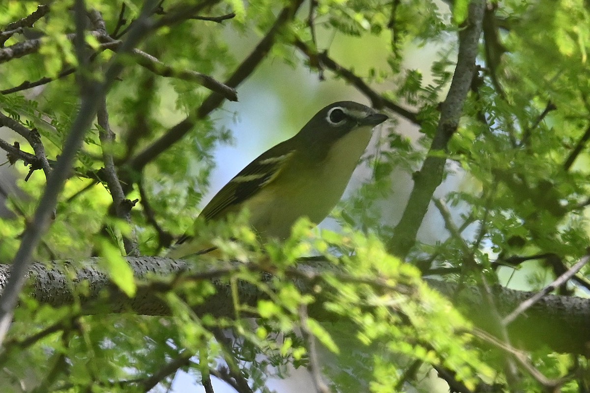 Blue-headed Vireo - ML644105907
