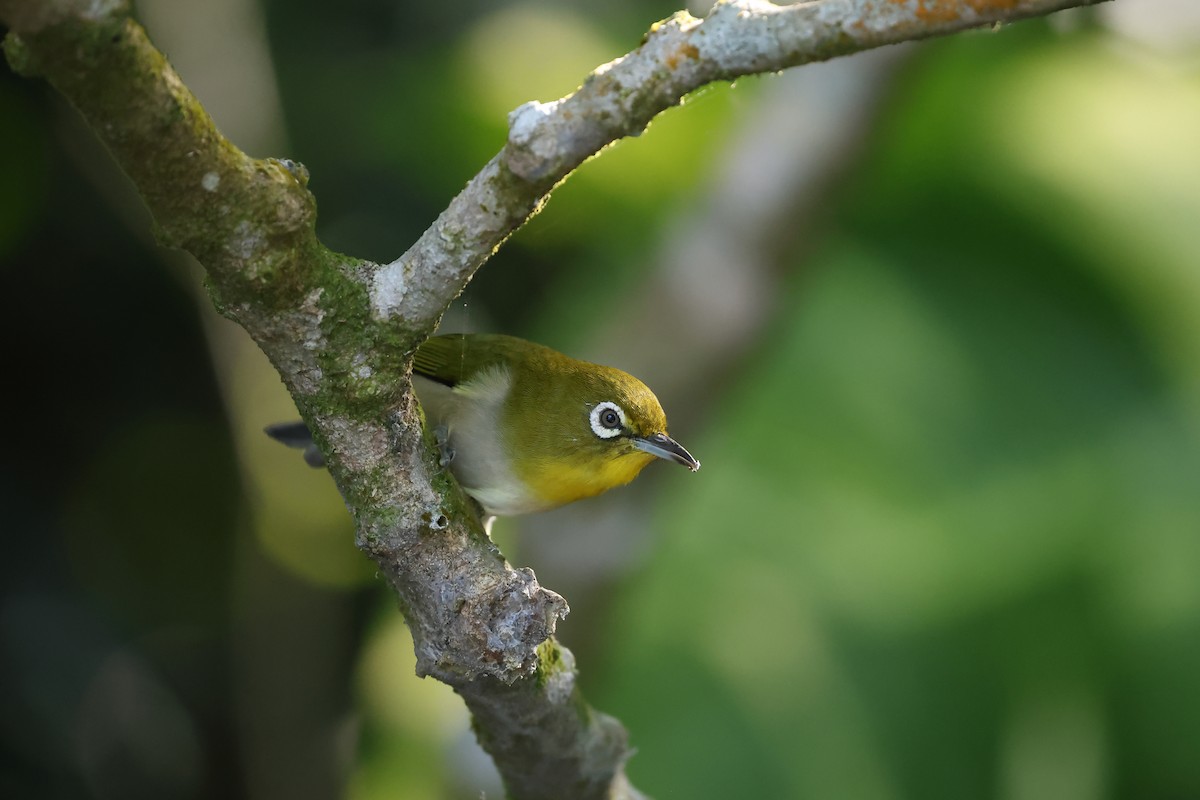 Warbling White-eye - ML644105937