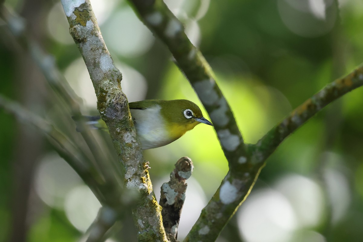 Warbling White-eye - ML644105938