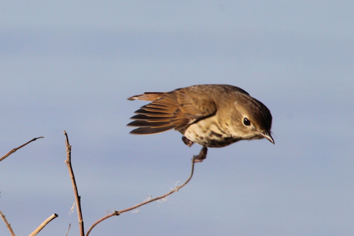 drozd rezavoocasý - ML644105946