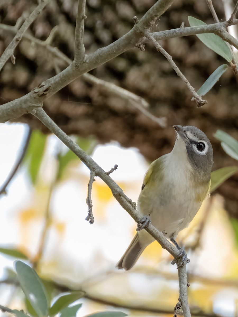 Blue-headed Vireo - ML644105948