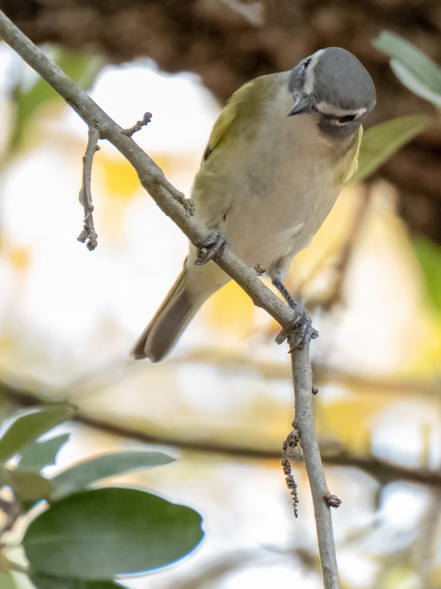 Blue-headed Vireo - ML644105949