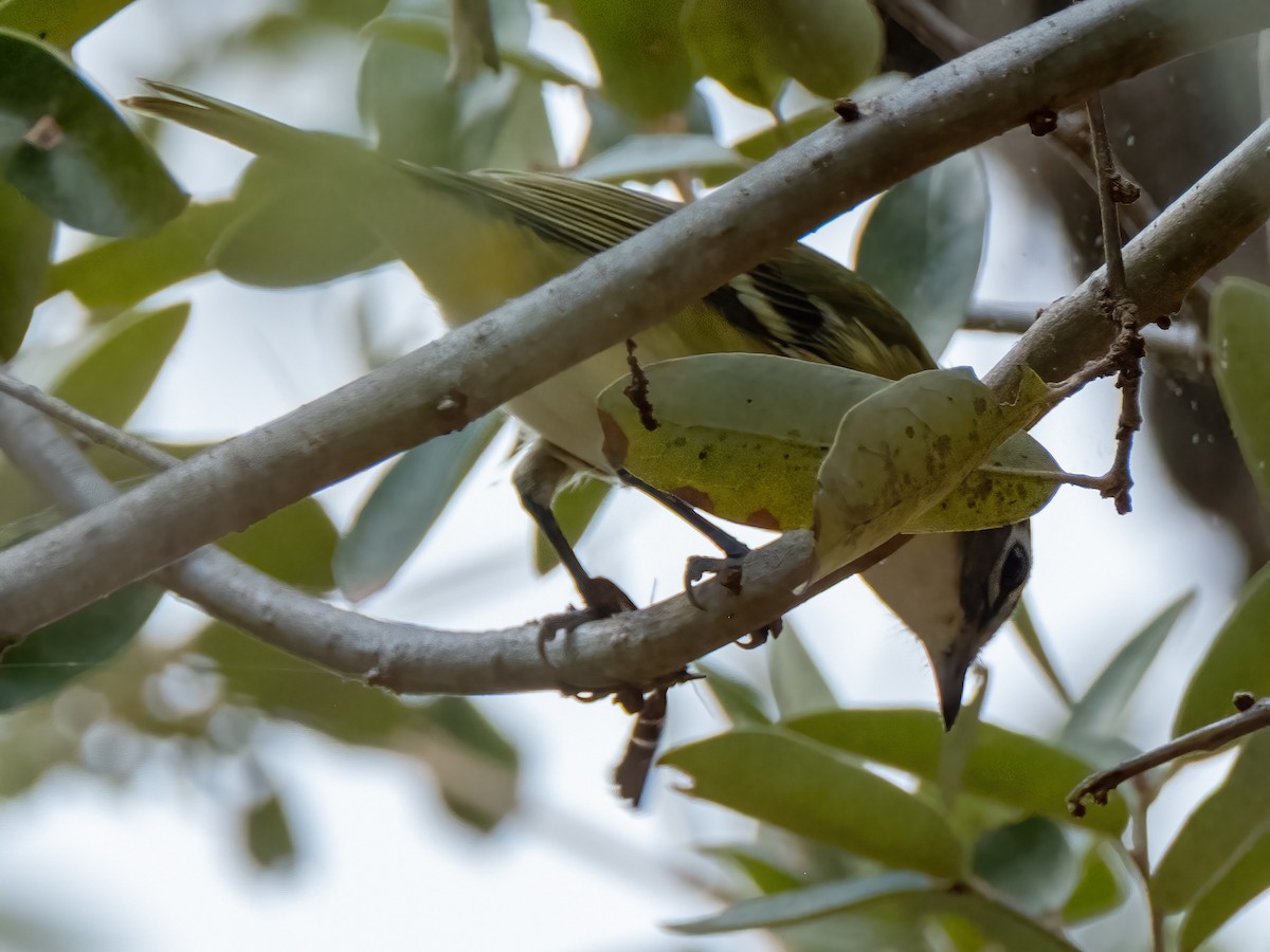 Blue-headed Vireo - ML644105950
