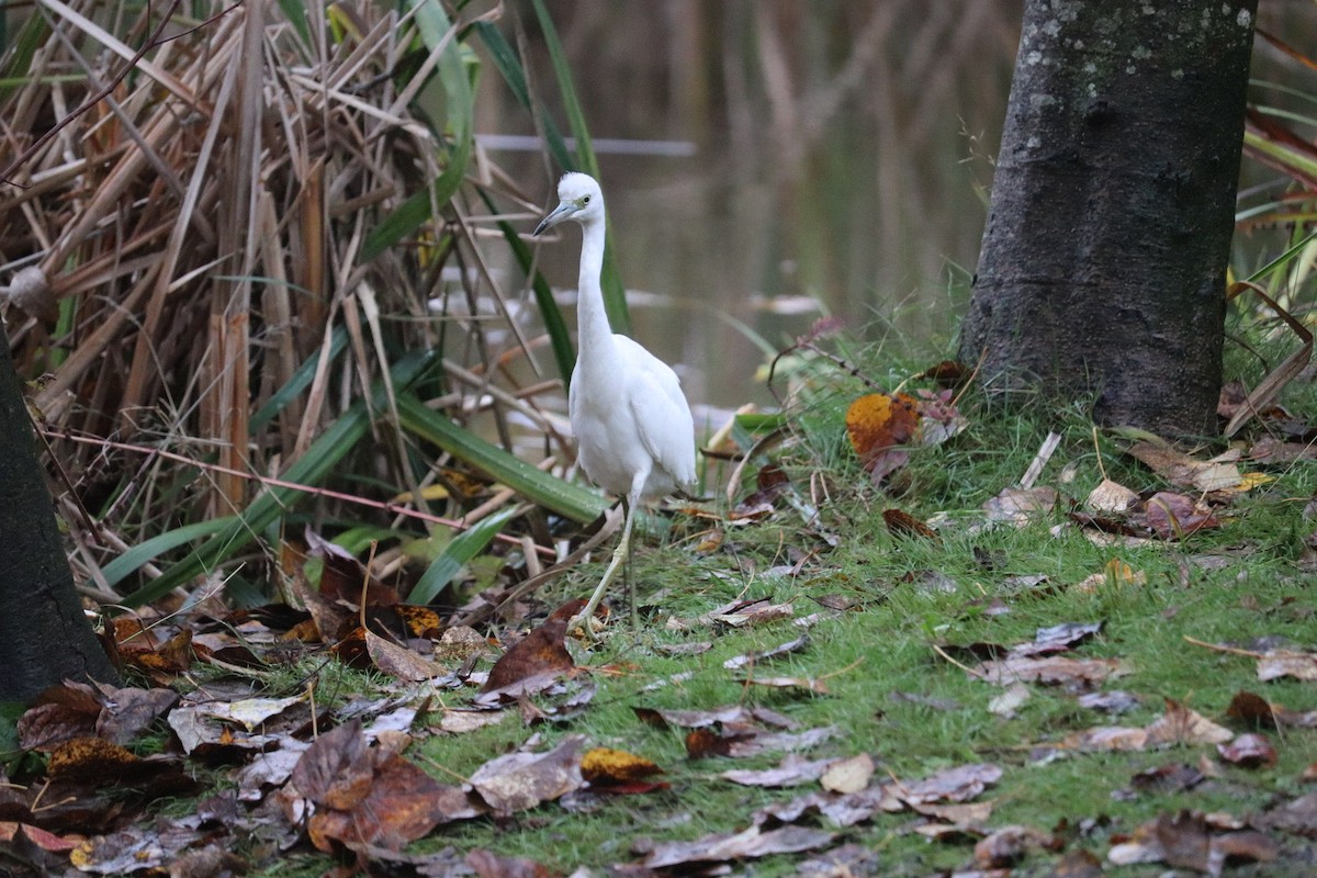 Little Blue Heron - ML644105957