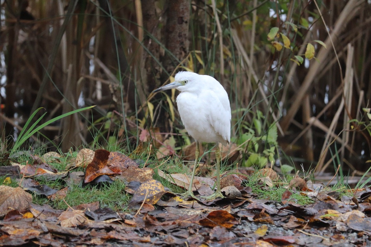 Little Blue Heron - ML644105958