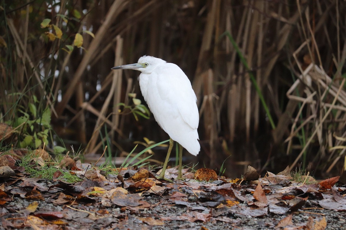 Little Blue Heron - ML644105959