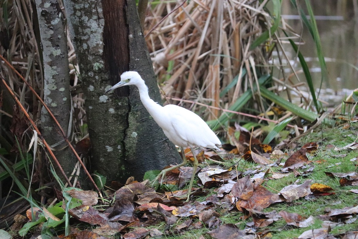 Little Blue Heron - ML644105960