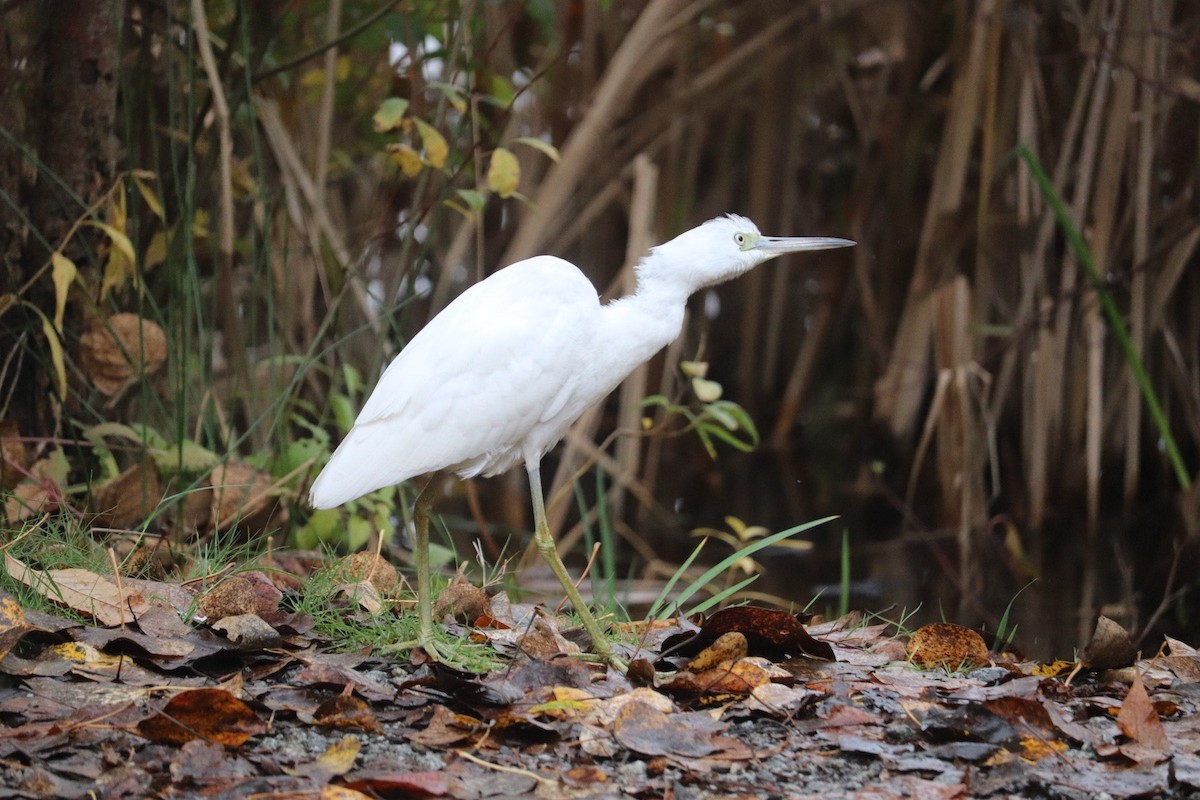 Little Blue Heron - ML644105961