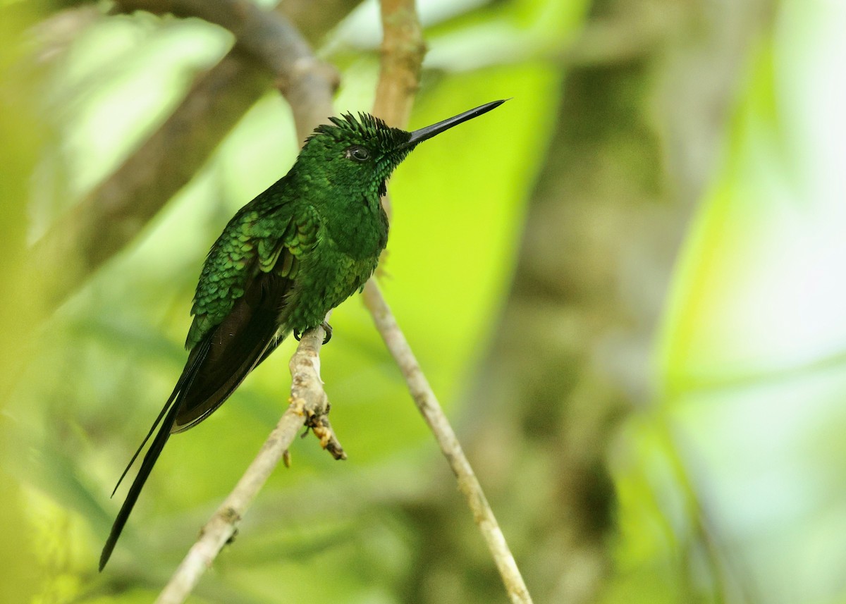 İmparator Pırıltı - ML644105962