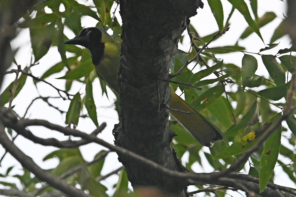 Green Jay - ML644105965