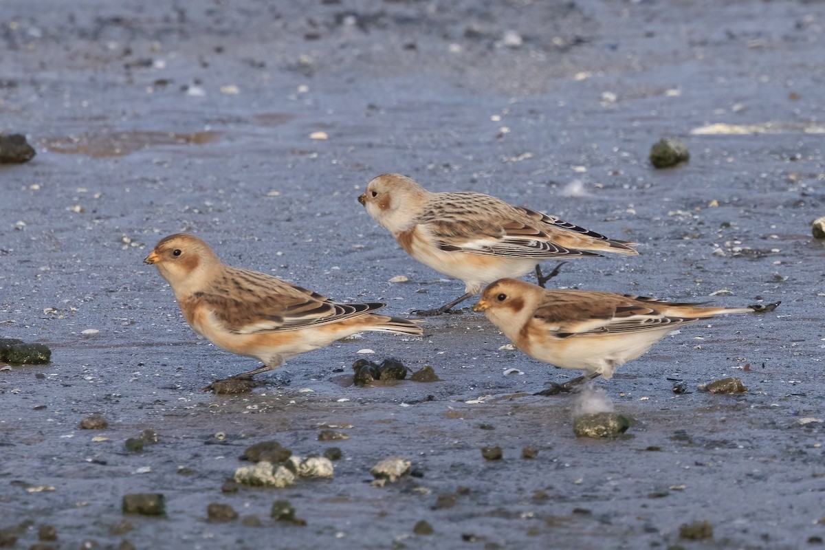 Snow Bunting - ML644105970