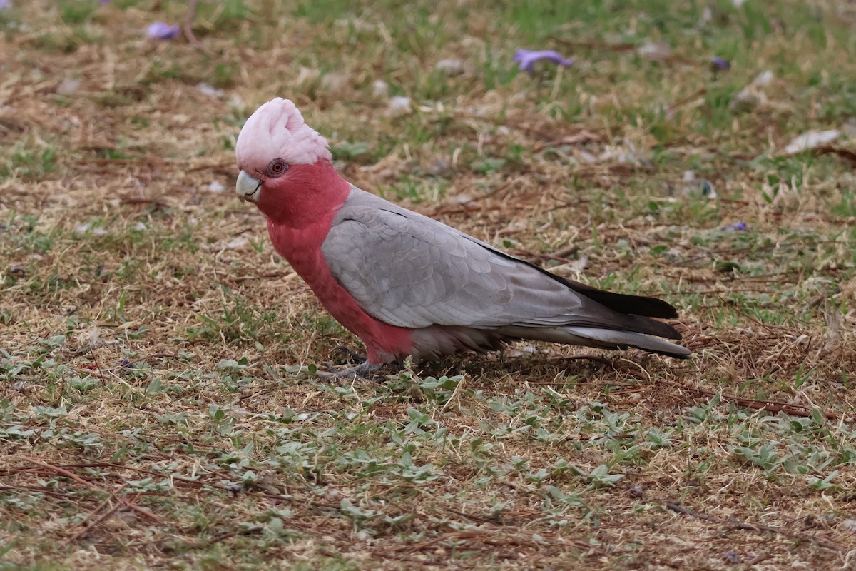 Galah - ML644105974