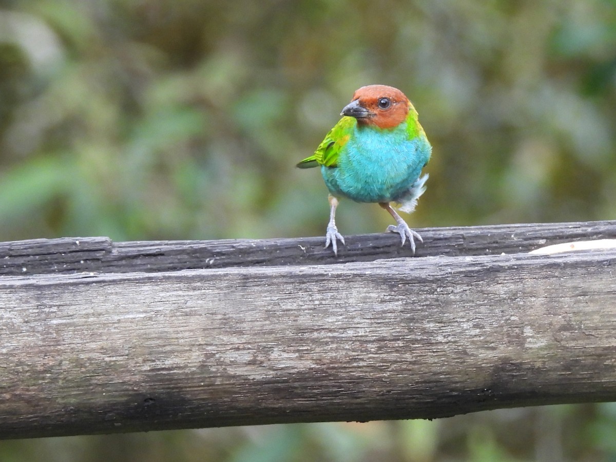 Bay-headed Tanager - ML644105976