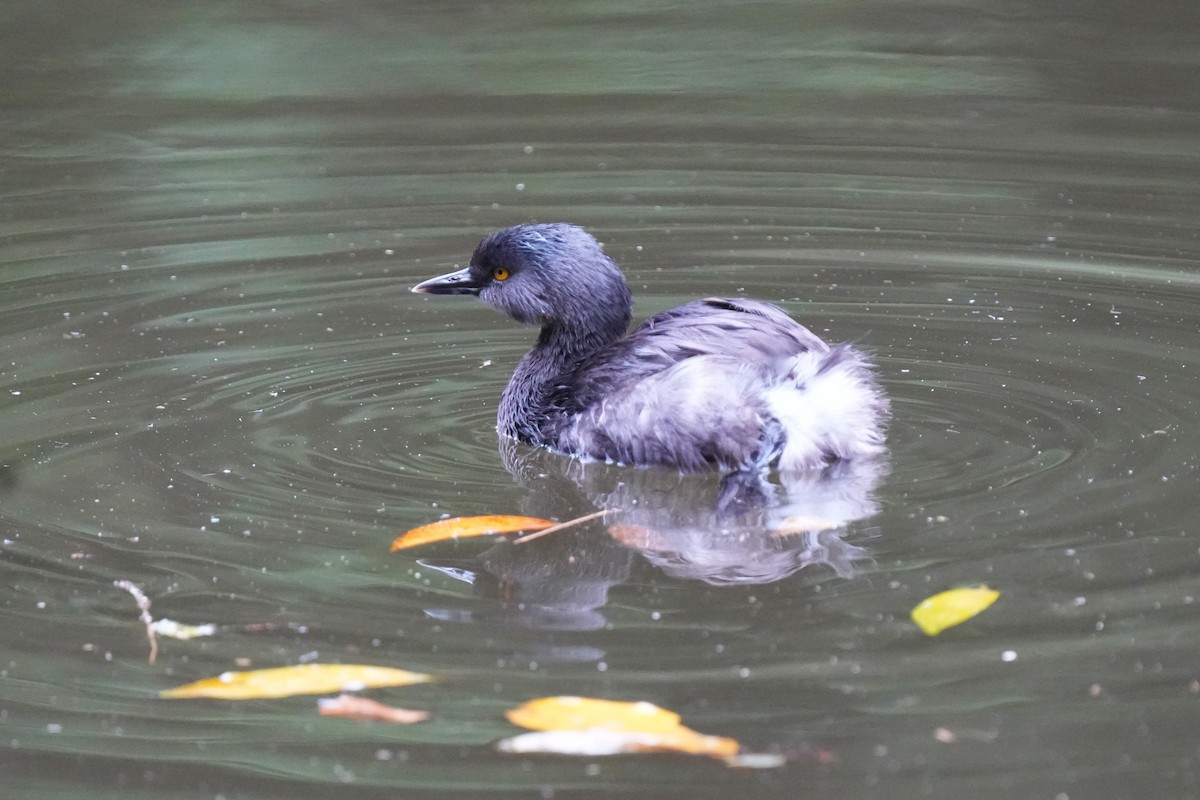 Least Grebe - ML644105978