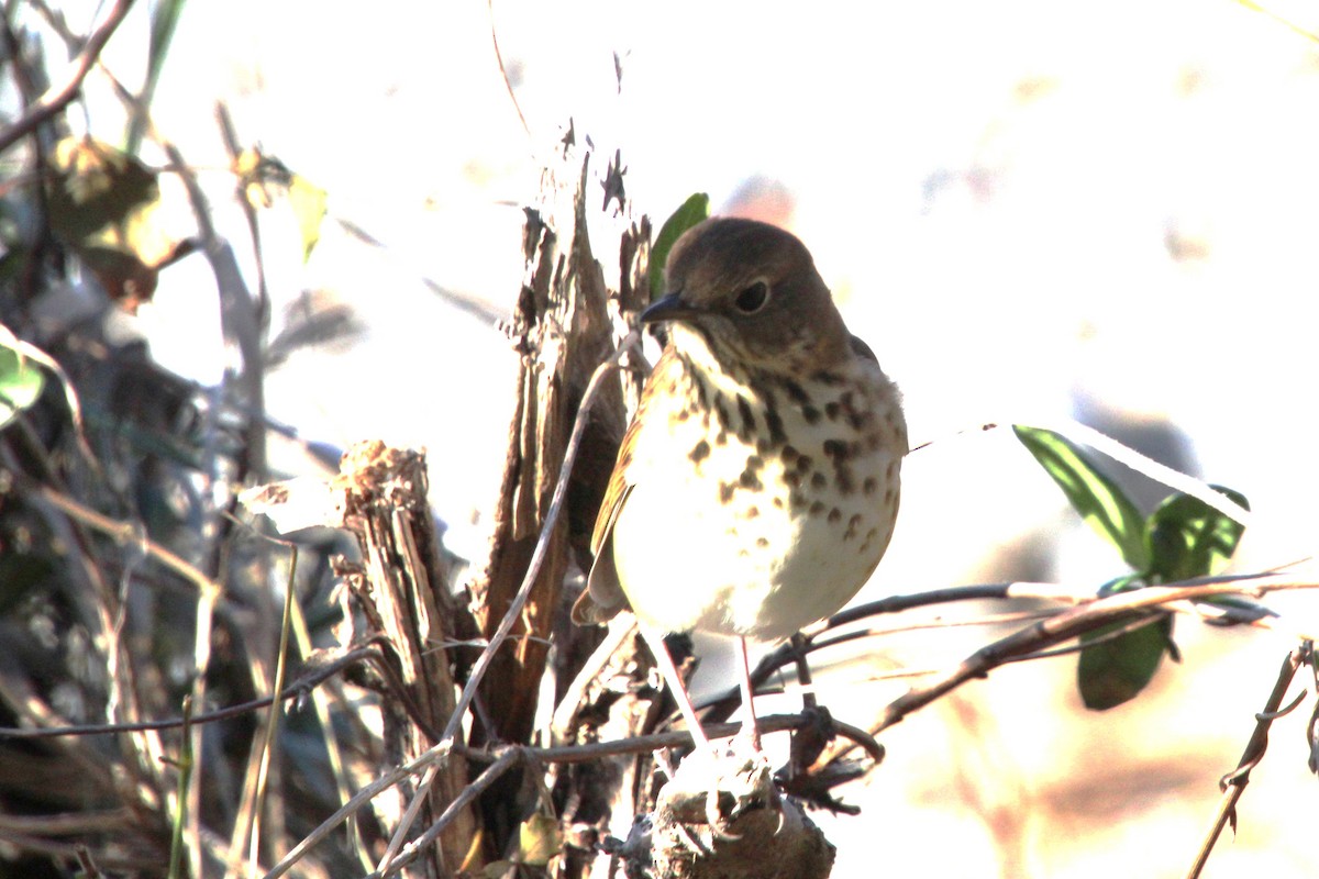 drozd rezavoocasý - ML644105981