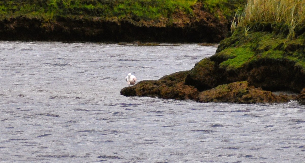 Roseate Spoonbill - ML644106018