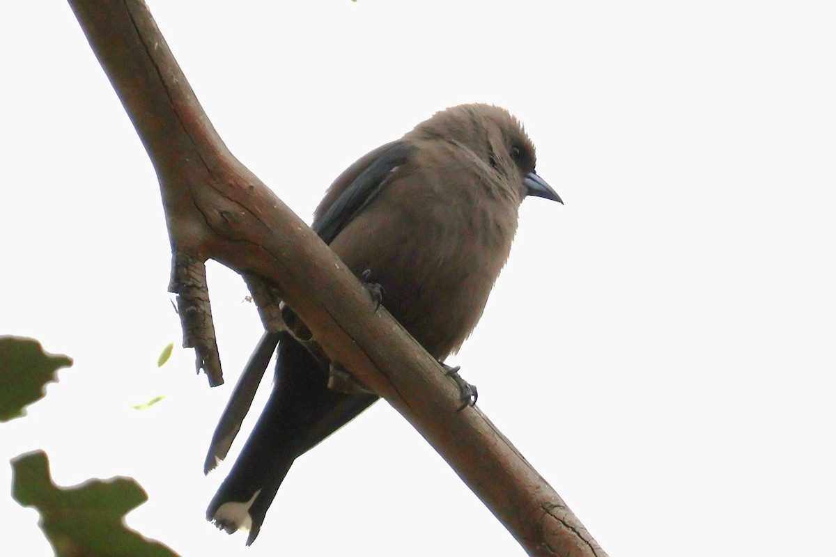 Dusky Woodswallow - ML644106026