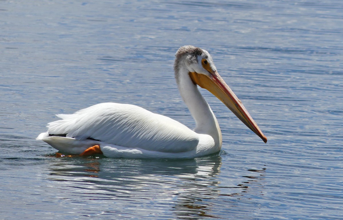 American White Pelican - ML644106031