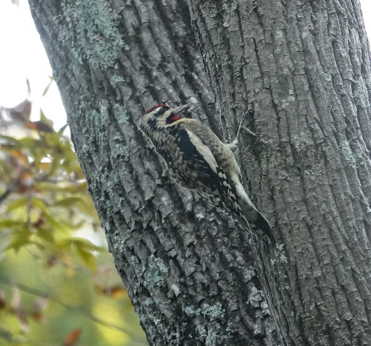 Yellow-bellied Sapsucker - ML644106039