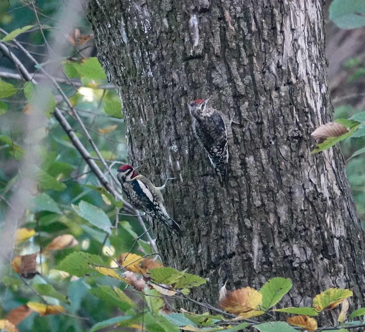Yellow-bellied Sapsucker - ML644106040