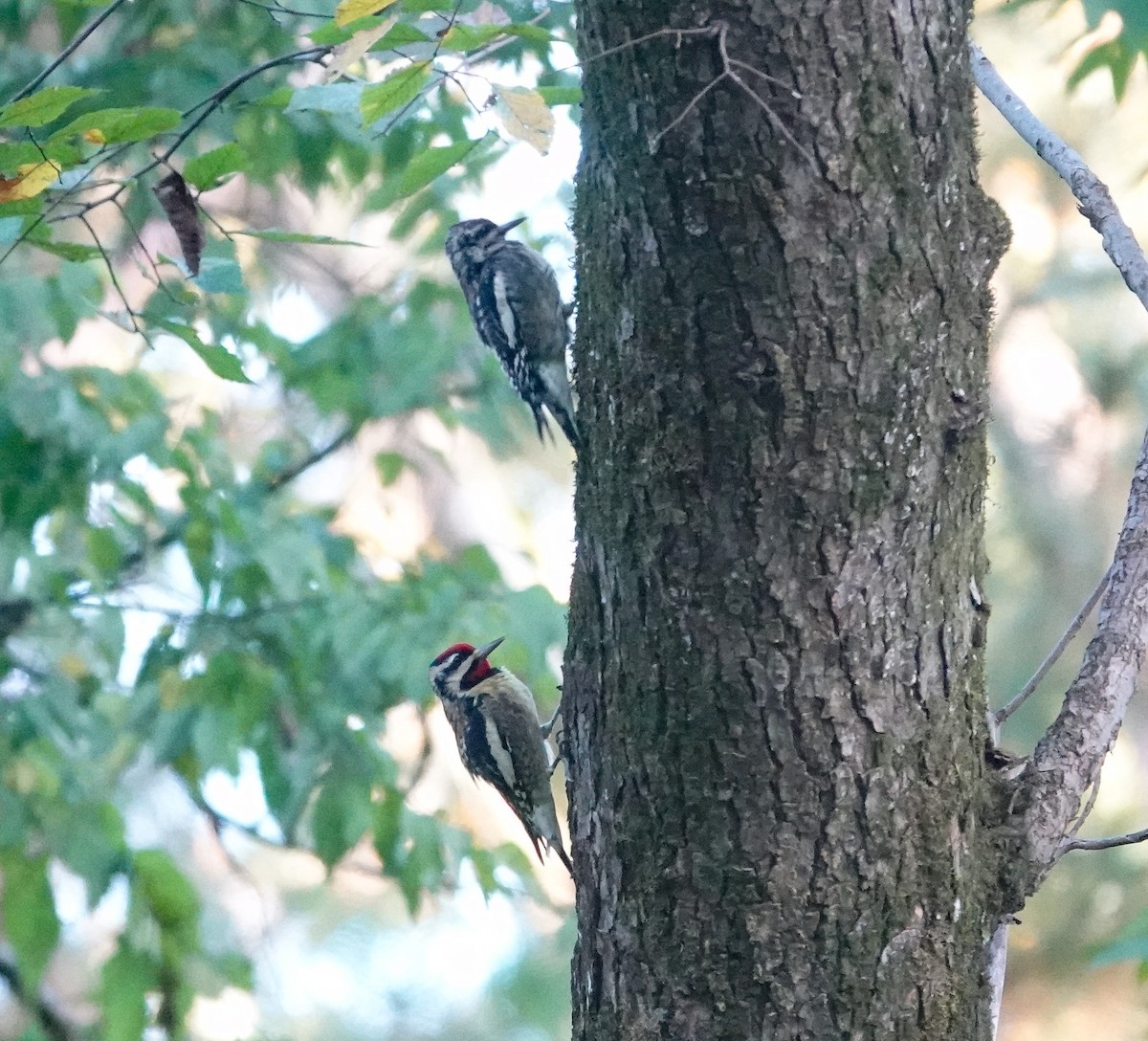 Yellow-bellied Sapsucker - ML644106041