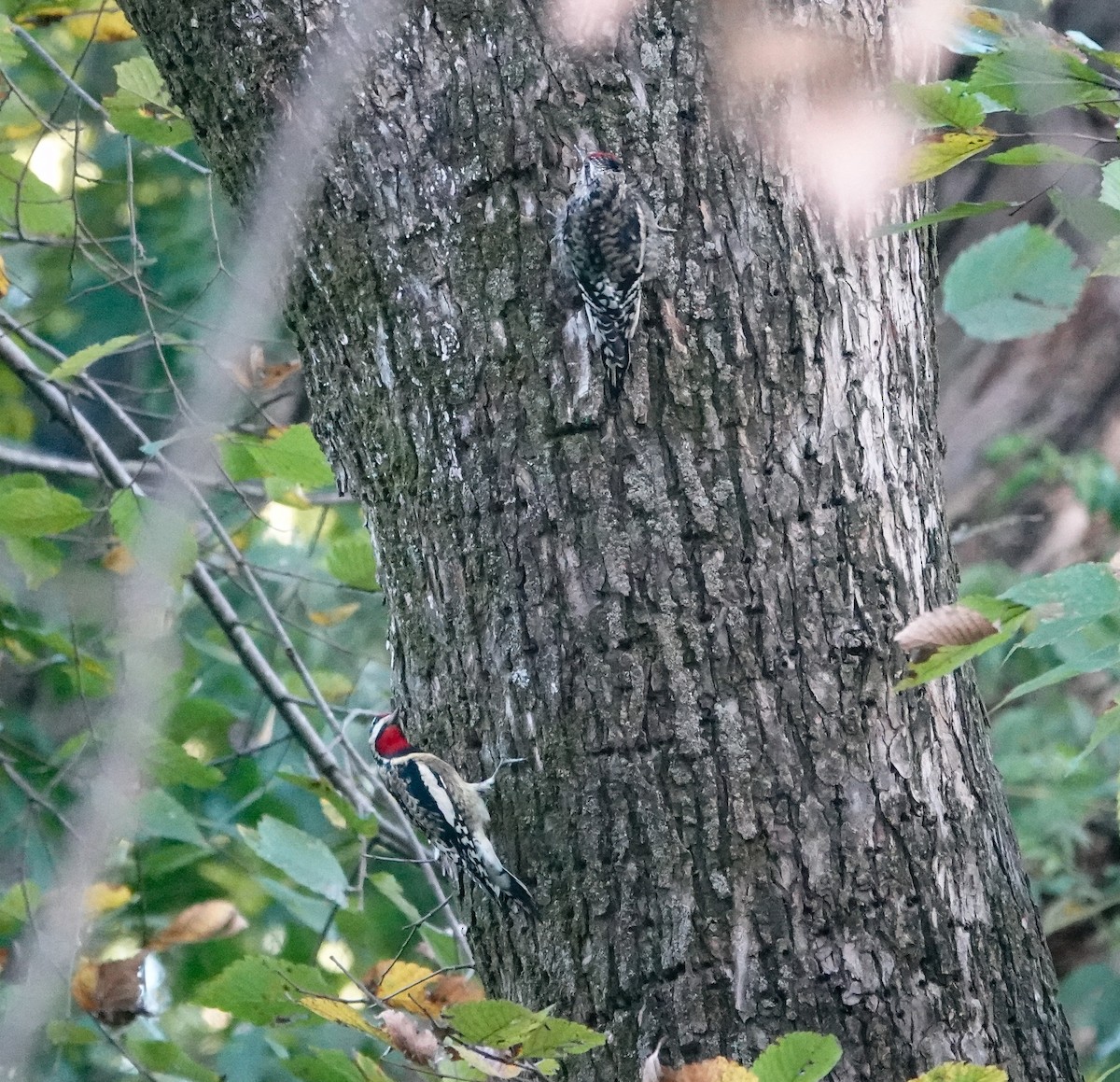 Yellow-bellied Sapsucker - ML644106042