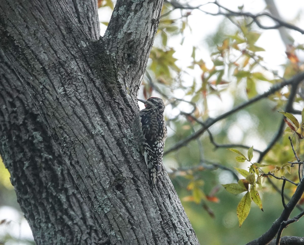 Yellow-bellied Sapsucker - ML644106043