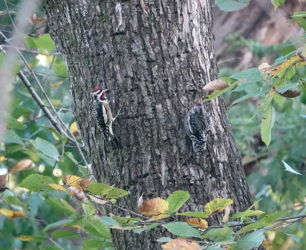 Yellow-bellied Sapsucker - ML644106044