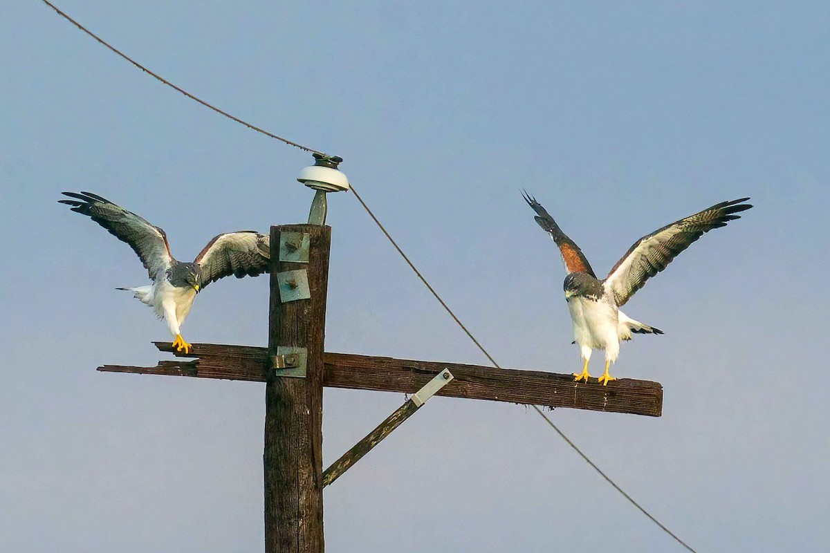 White-tailed Hawk - ML644106046