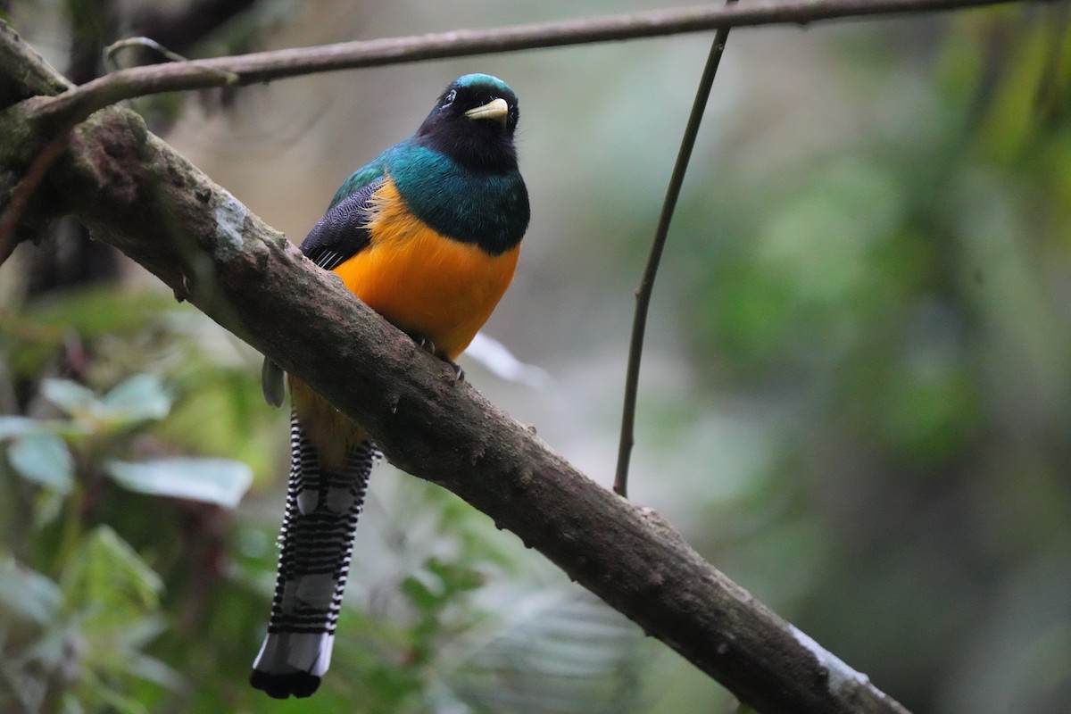 søredeltrogon - ML644106048