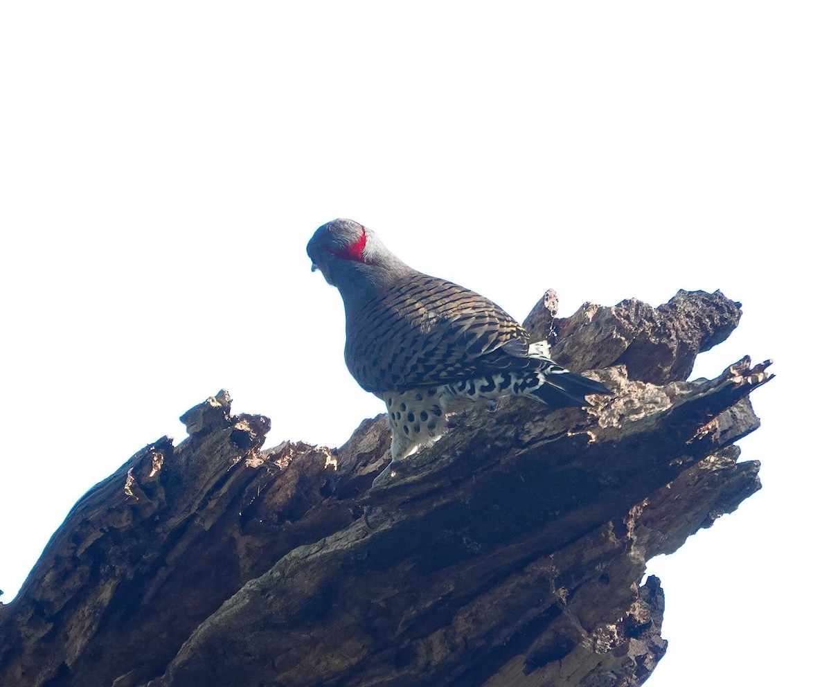 Northern Flicker - ML644106063