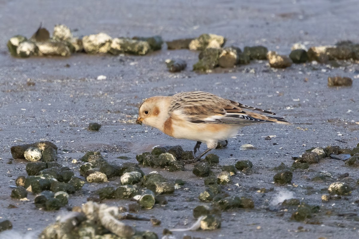 Snow Bunting - ML644106066