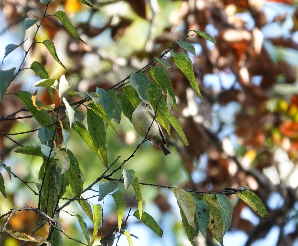 Ruby-crowned Kinglet - ML644106100