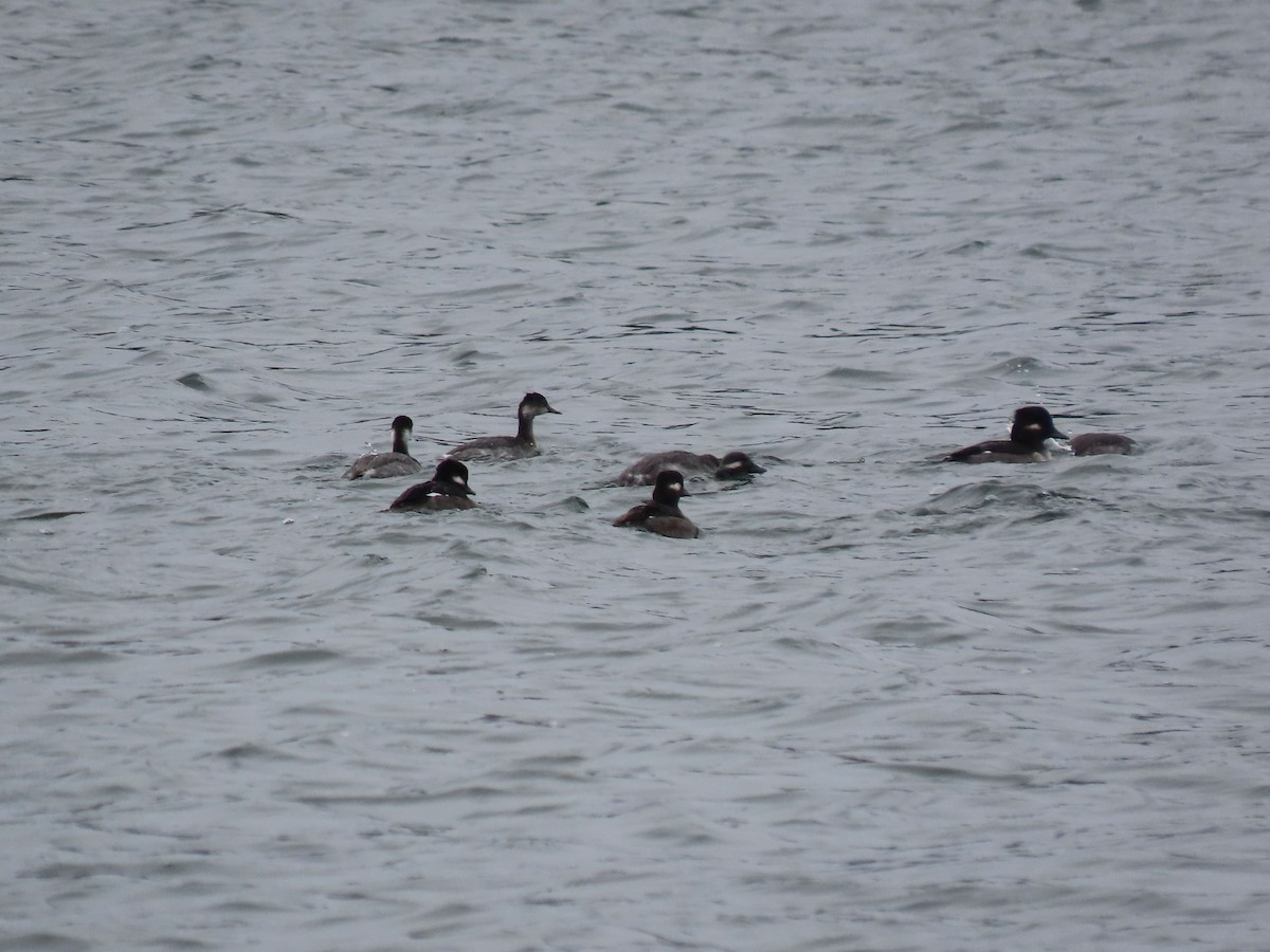 Eared Grebe - ML644106112