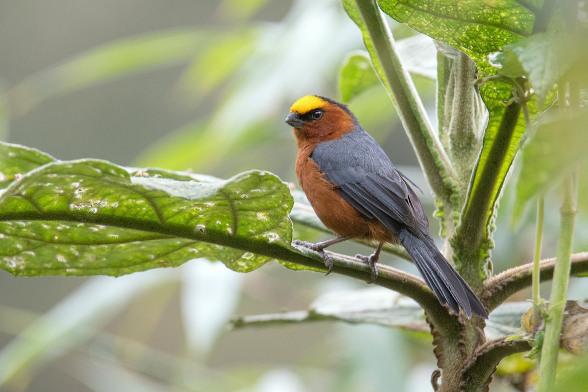 Plushcap - ML644106115