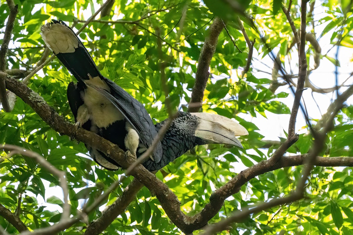 Silberwangen-Hornvogel - ML644106125