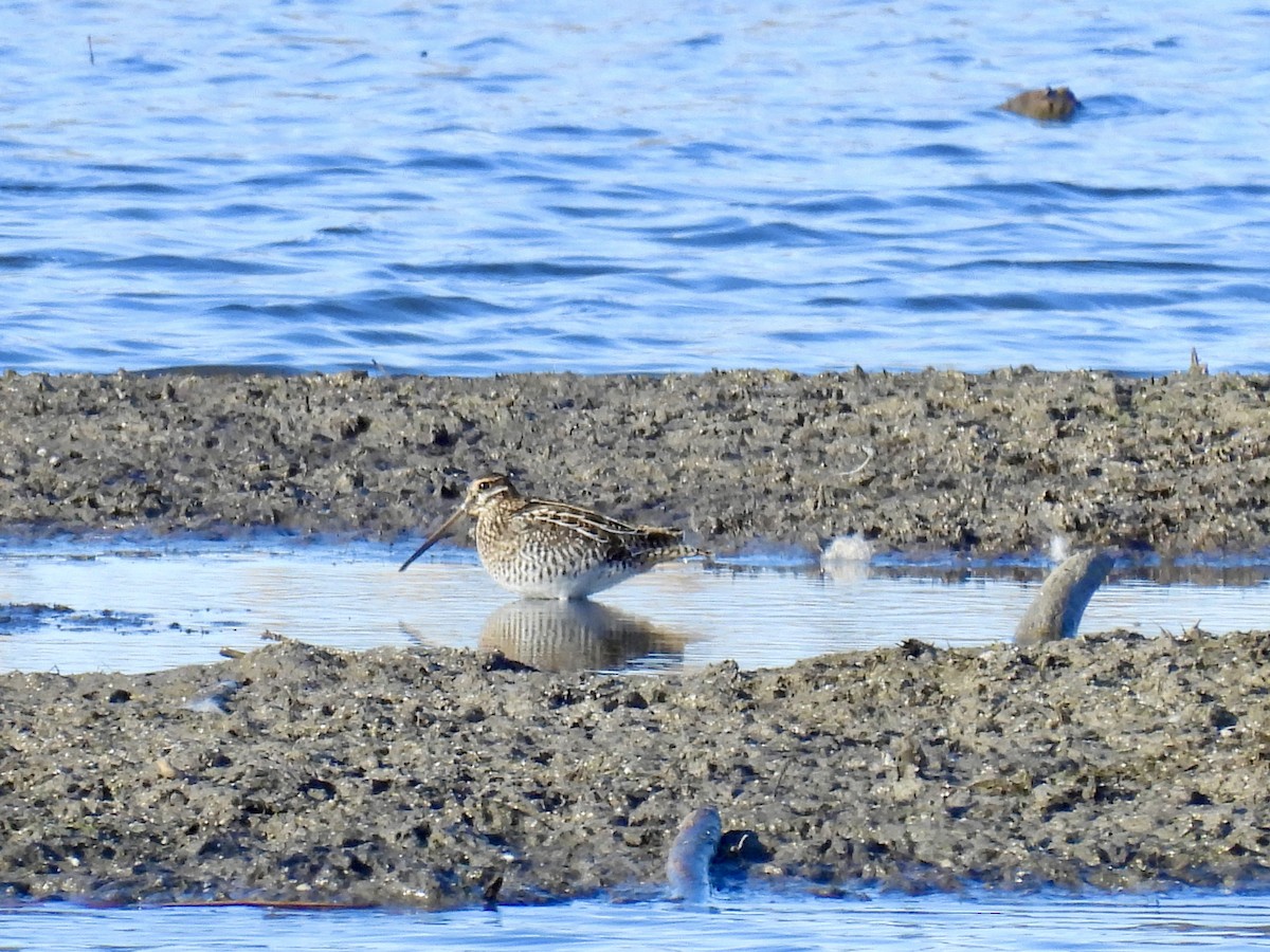 Wilson's Snipe - ML644106126