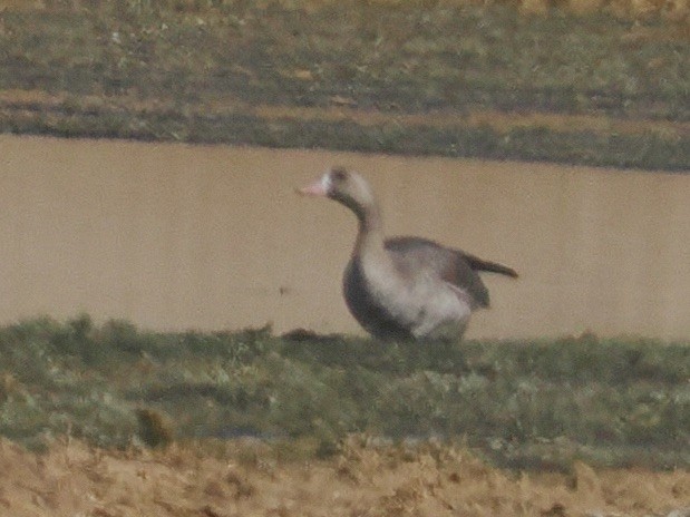 husa běločelá - ML644106143