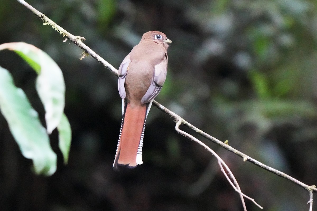 søredeltrogon - ML644106148