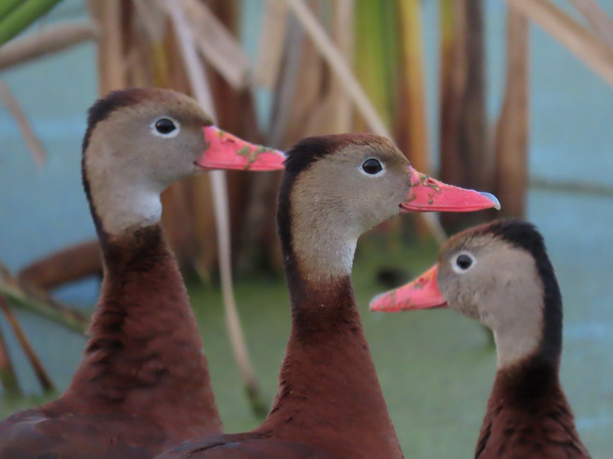 Black-bellied Whistling-Duck - ML644106152