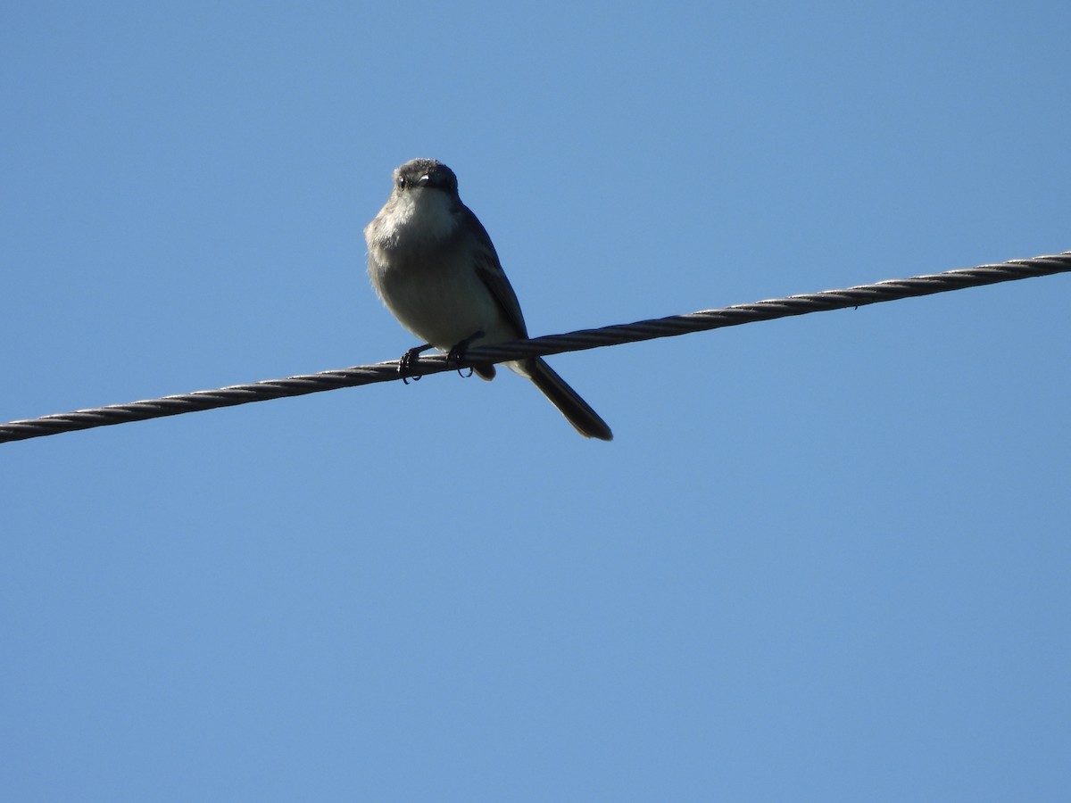Suiriri Flycatcher - ML644106153