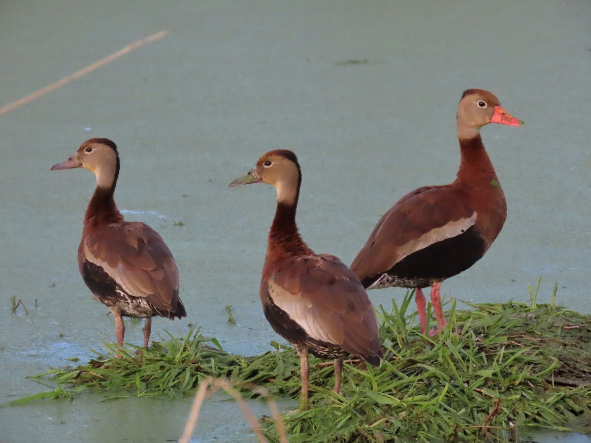 Black-bellied Whistling-Duck - ML644106154
