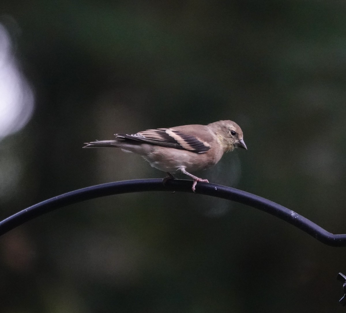 American Goldfinch - ML644106159