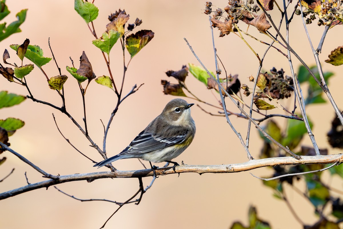 Yellow-rumped Warbler - ML644106161